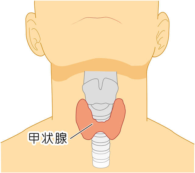 甲状腺とは