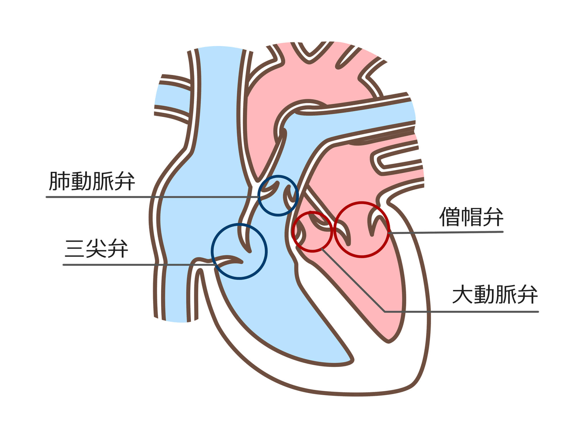 心臓の役割